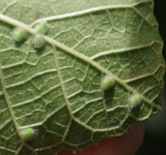 Homotoma ficus