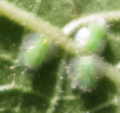 Homotoma ficus