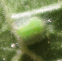 Homotoma ficus