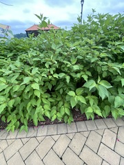 Cornus