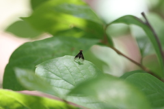 Chrysopilus quadratus