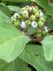 Cornus