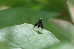 Chrysopilus quadratus