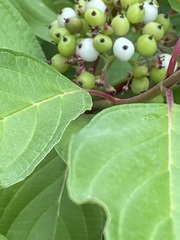 Cornus