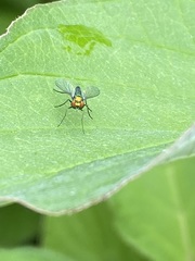 Condylostylus