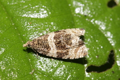 Olethreutes umbrosana
