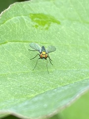 Condylostylus