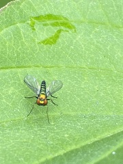 Condylostylus
