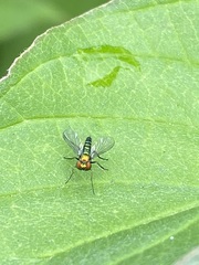 Condylostylus