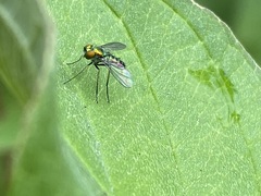 Condylostylus