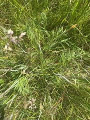 Oenanthe peucedanifolia