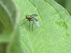 Condylostylus