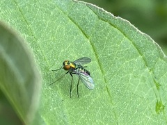 Condylostylus