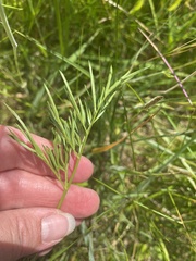 Oenanthe peucedanifolia