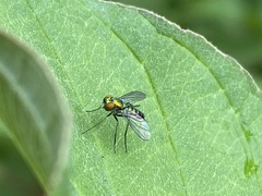 Condylostylus
