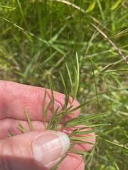 Oenanthe peucedanifolia