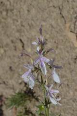 Teucrium pseudochamaepitys