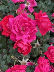Rosa