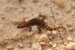 Saurodactylus