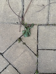 Sonchus
