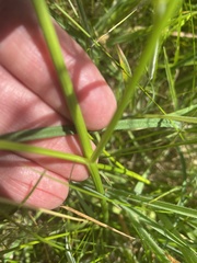 Oenanthe peucedanifolia