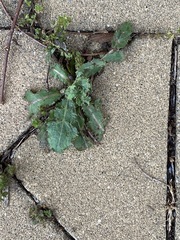 Sonchus