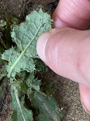 Sonchus