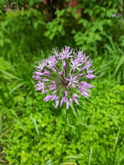 Caerulea