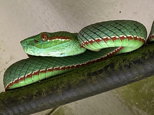 Tenasserim Green Pitviper