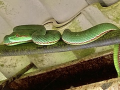Trimeresurus popeiorum