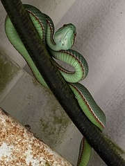 Trimeresurus popeiorum
