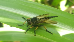 Amblyonychus