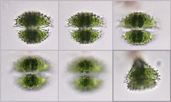 Staurastrum brebissonii