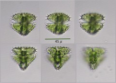 Staurastrum brebissonii