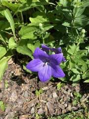 Platycodon
