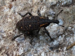 Lepyrus oregonus