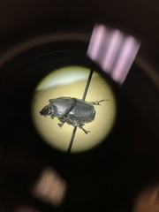 Onthophagus hecate