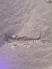 Stenodactylus doriae