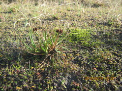 Juncus caespiticius