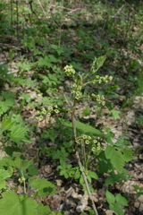 Ribes spicatum hispidulum