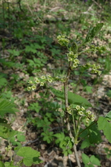 Ribes spicatum hispidulum