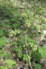 Ribes spicatum hispidulum