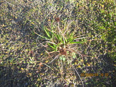 Juncus caespiticius