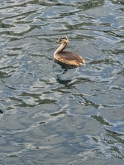 Podiceps cristatus