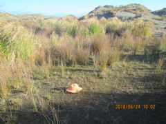 Juncus caespiticius