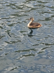 Podiceps cristatus