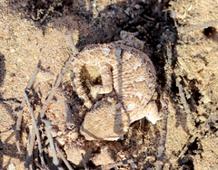Tarentola chazaliae