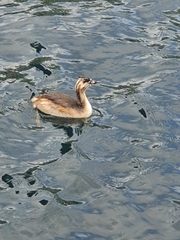 Podiceps cristatus