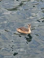 Podiceps cristatus