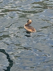 Podiceps cristatus